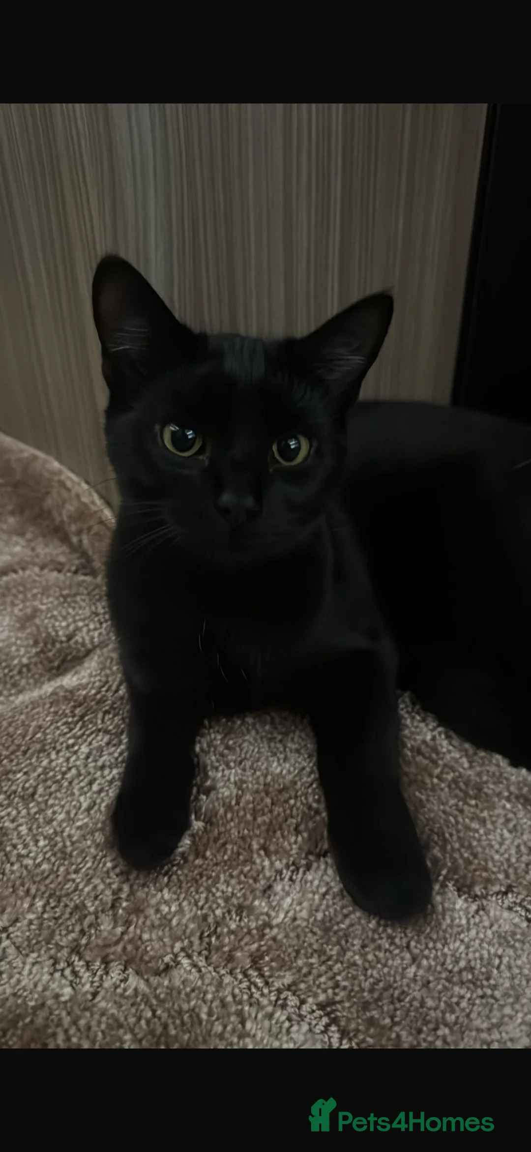 Mixed Breed cats for sale: kittens  in Nottingham - Advert 6
