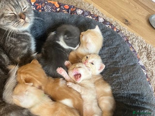 British Shorthair cats - Advert 9