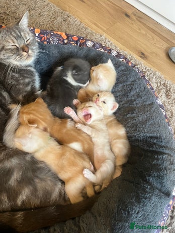 British Shorthair cats - Advert 9