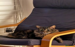 Norwegian Forest Cat cats for sale: Chico <3 - Image 7