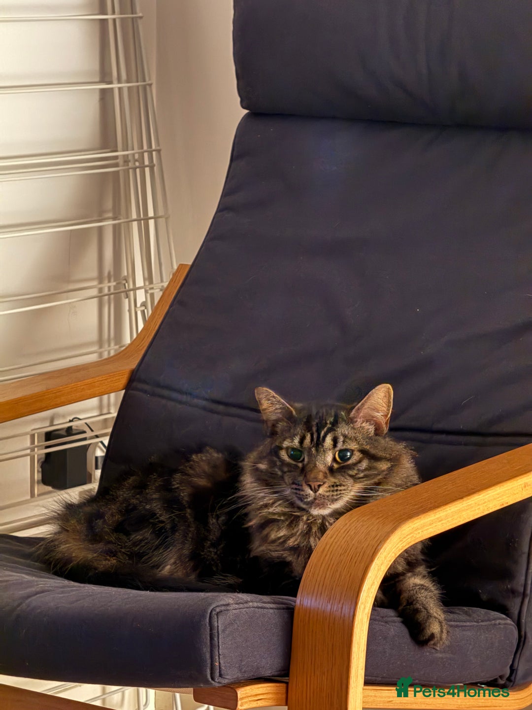 Norwegian Forest Cat cats for sale: Chico <3 - Image 7