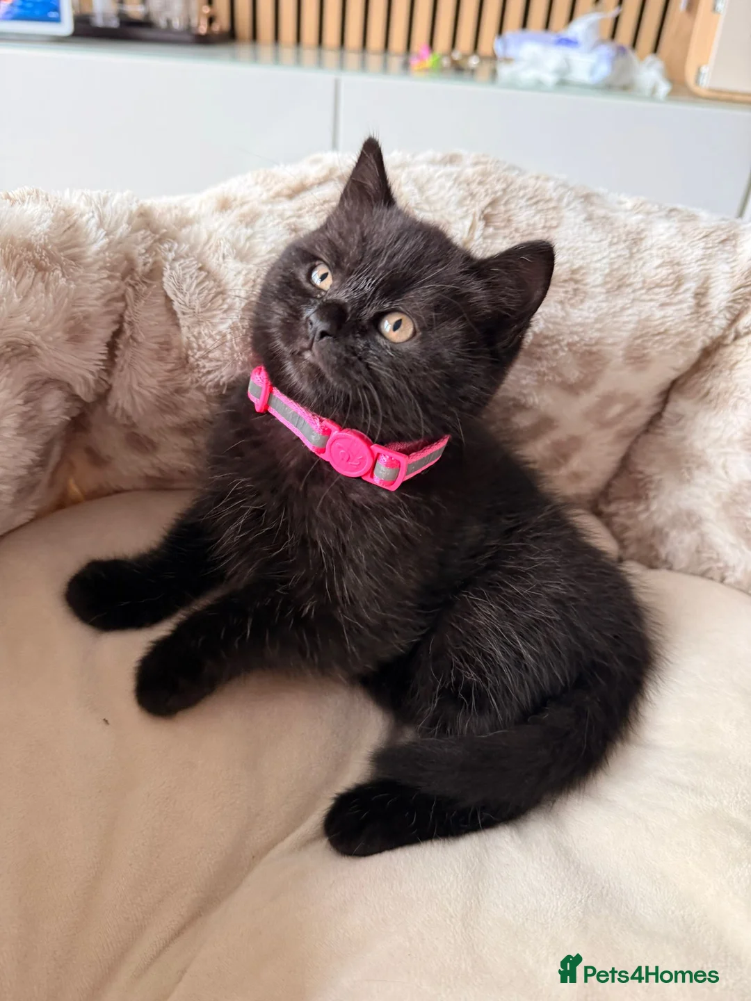 Mixed Breed cats for sale: British Shorthair Cross - Advert 3