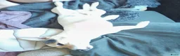 Mixed Breed dogs for sale: Flash Jack R cross Corgy in Swaffham - Advert 2