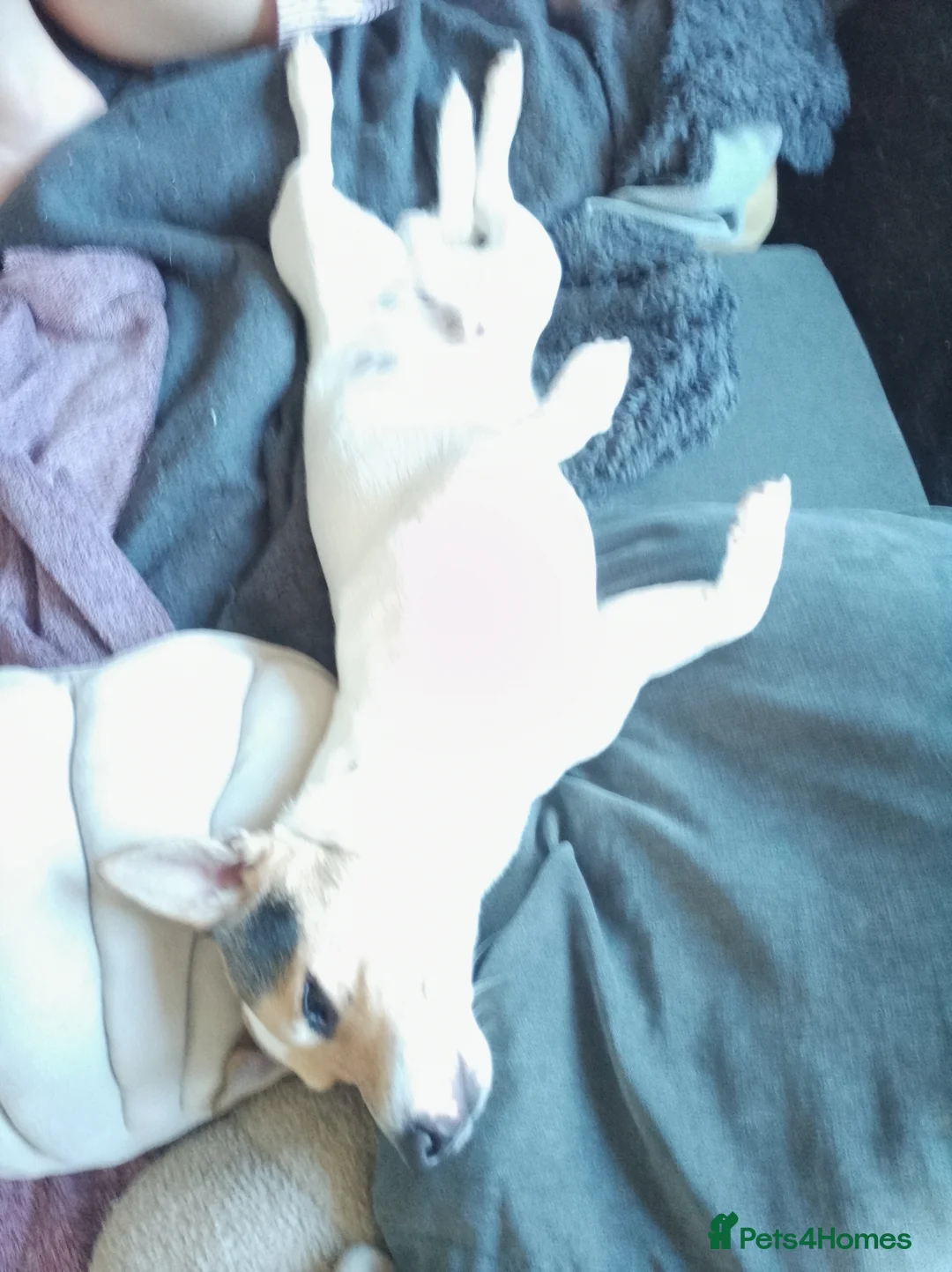 Mixed Breed dogs for sale: Flash Jack R cross Corgy in Swaffham - Advert 2