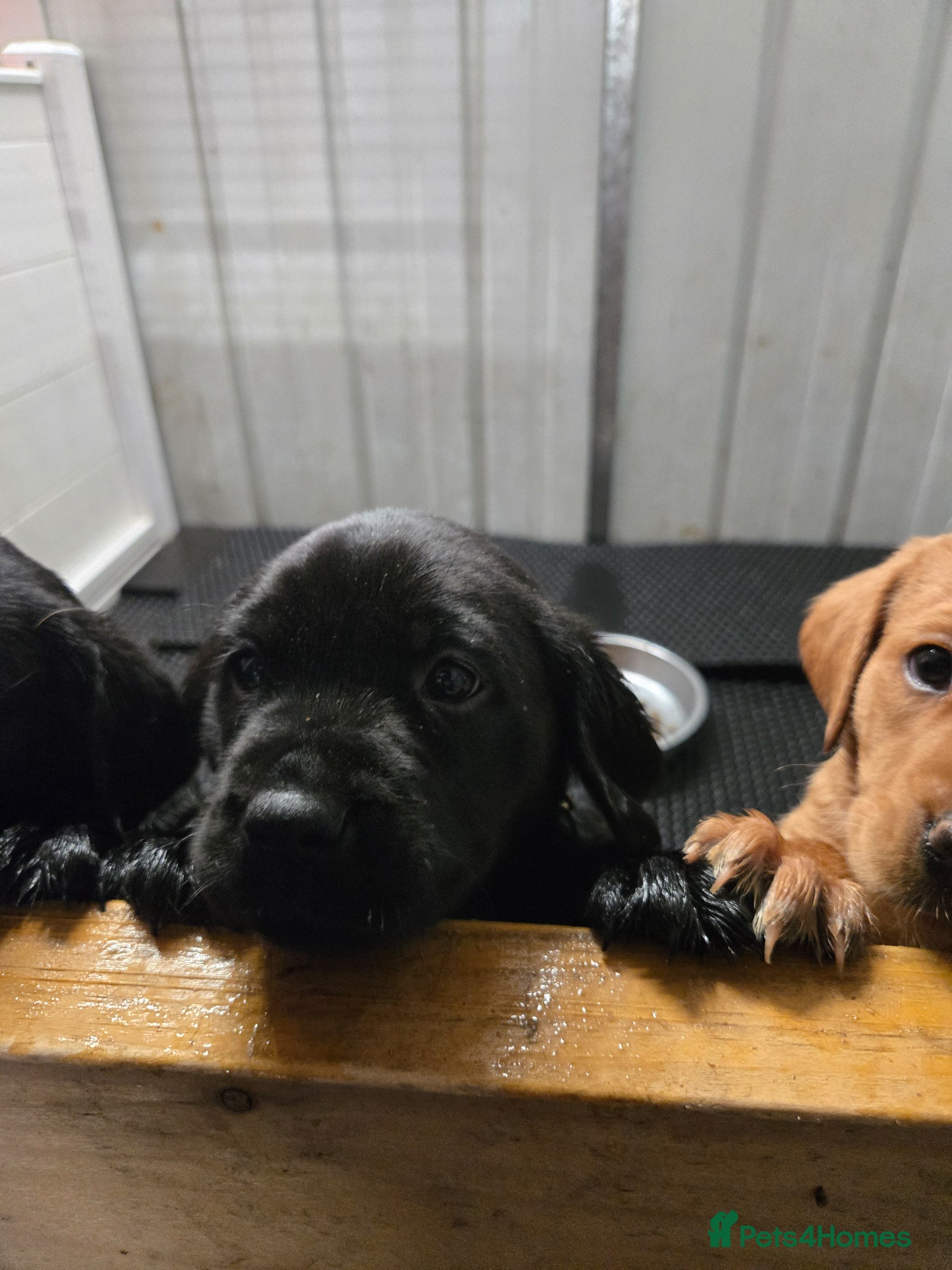 Labrador Retriever dogs for sale: Exceptionally well bred KC reg Working Labradors - Advert 4