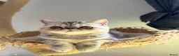 Exotic cats for sale: Gorgeous GCCF reg. kittens from Champions parents  - Advert 7