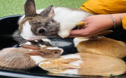 Dutch rabbits for sale: PURE BREED DUTCH BABY RABBITS £35 - Image 7