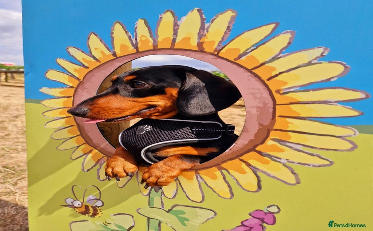 Miniature Dachshund dogs - Advert 1