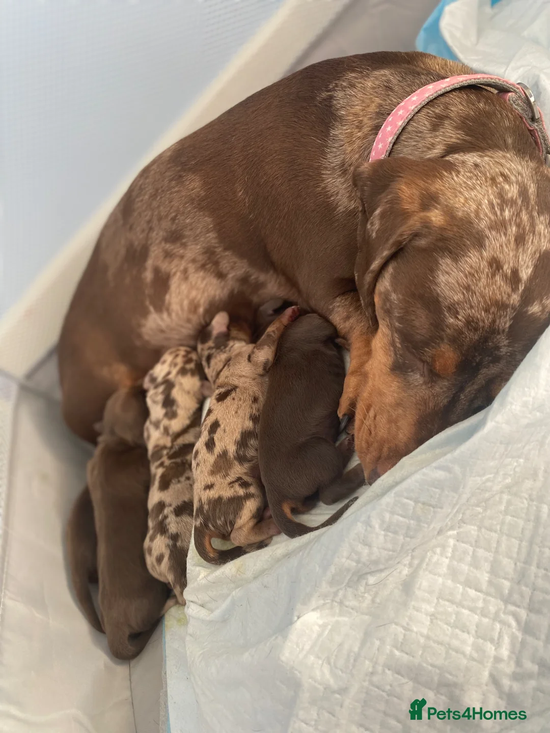 Dachshund dogs for sale: Miniature dachshund puppies Smooth haired  in Nottingham - Advert 7