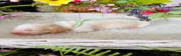 Miniature Dachshund dogs for sale: Piebald Minature Longhair  - Advert 7