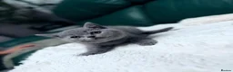 British Shorthair cats for sale: 💐British Shorthair Kittens (Blue)💐 - Advert 16