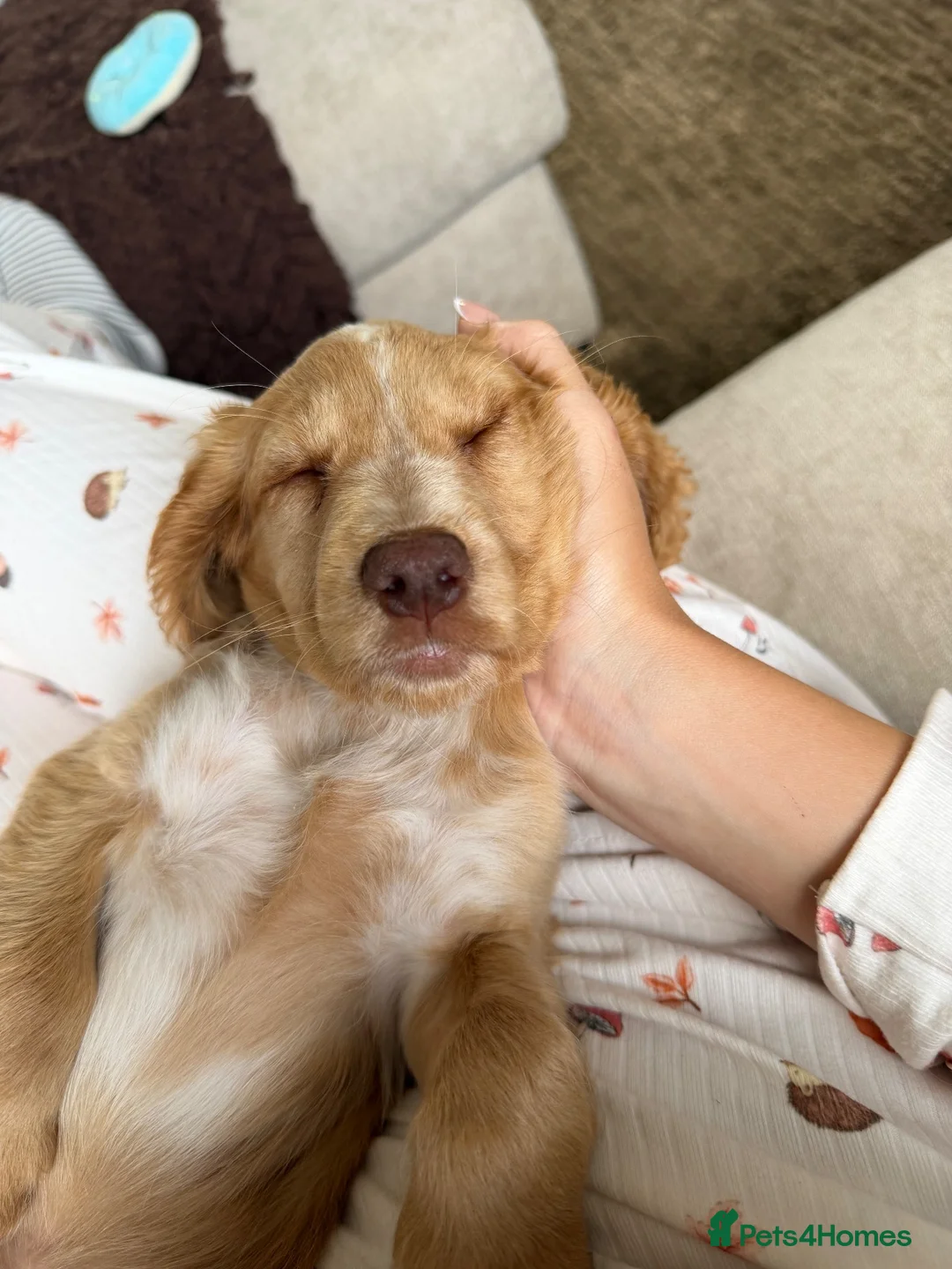 Cocker Spaniel dogs for sale: Show Type Cocker spaniel puppy - Advert 2