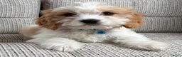 Cavapoo dogs for sale: F1b Cavapoo puppies! - Advert 34