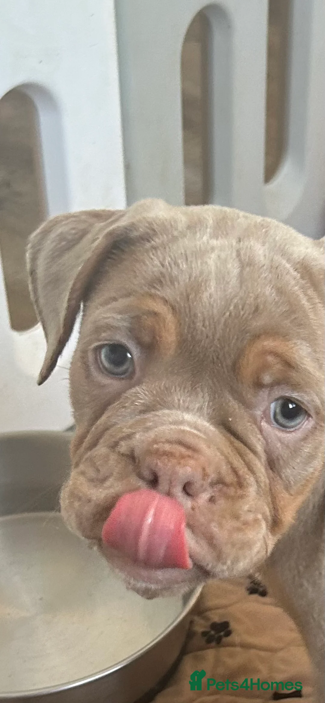 Old Tyme Bulldog dogs for sale: Olde English Fluffy bulldog puppies - Advert 27