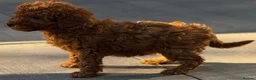 Toy Poodle dogs for sale: 4 Tiny toy Poodle puppies for sale - Advert 3