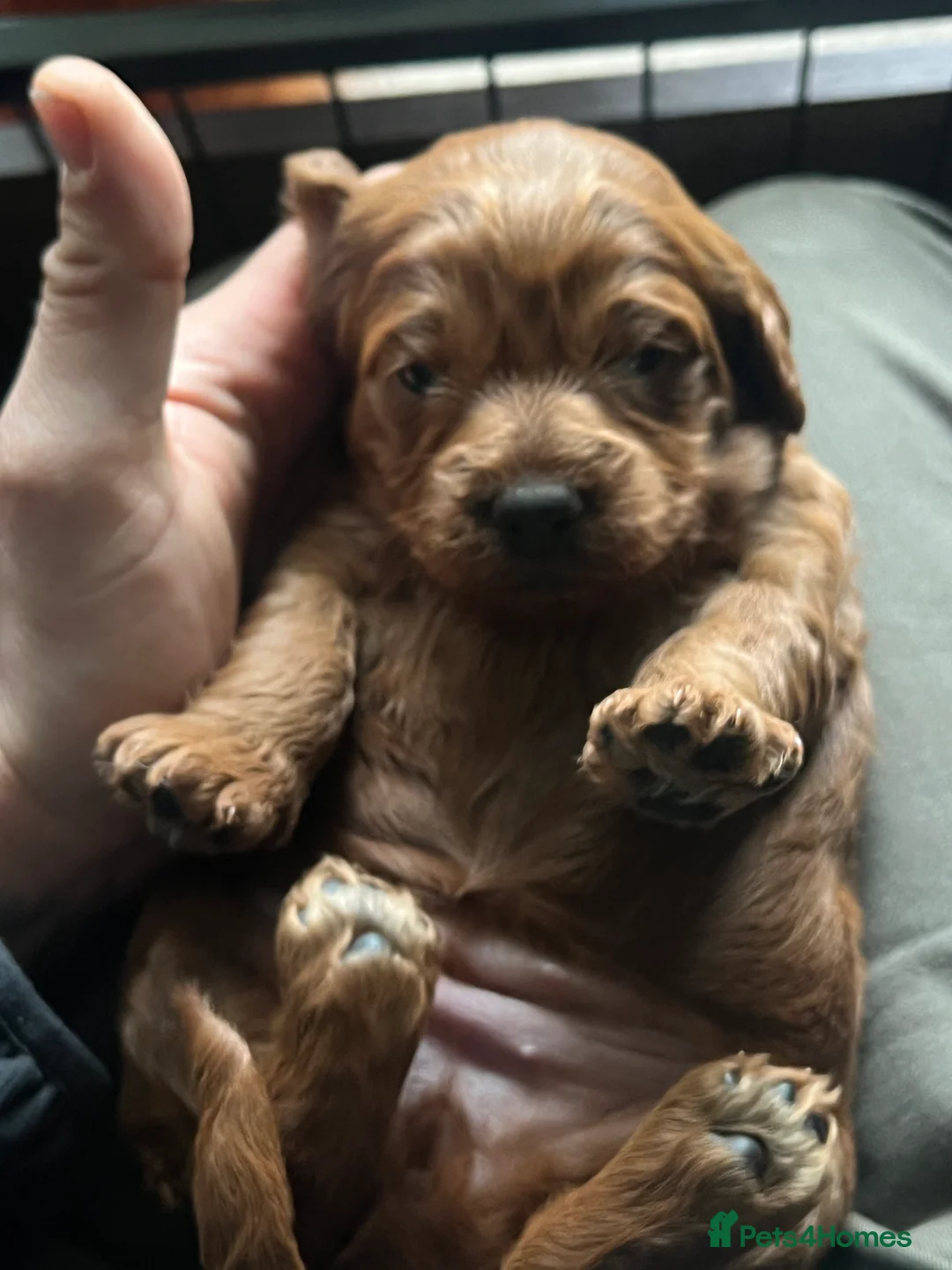 Irish Doodle dogs for sale: Beautiful Irish doodle puppies  - Advert 21