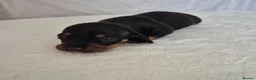 Miniature Dachshund dogs for sale: 🖤 Stunning Miniature Dachshunds 🖤 - Advert 7