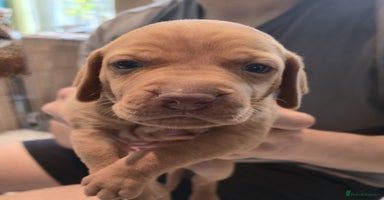 Hungarian Vizsla dogs in Sheerness - Advert 8