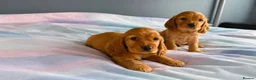 Cocker Spaniel dogs for sale: Cocker spaniel puppies in London - Advert 5