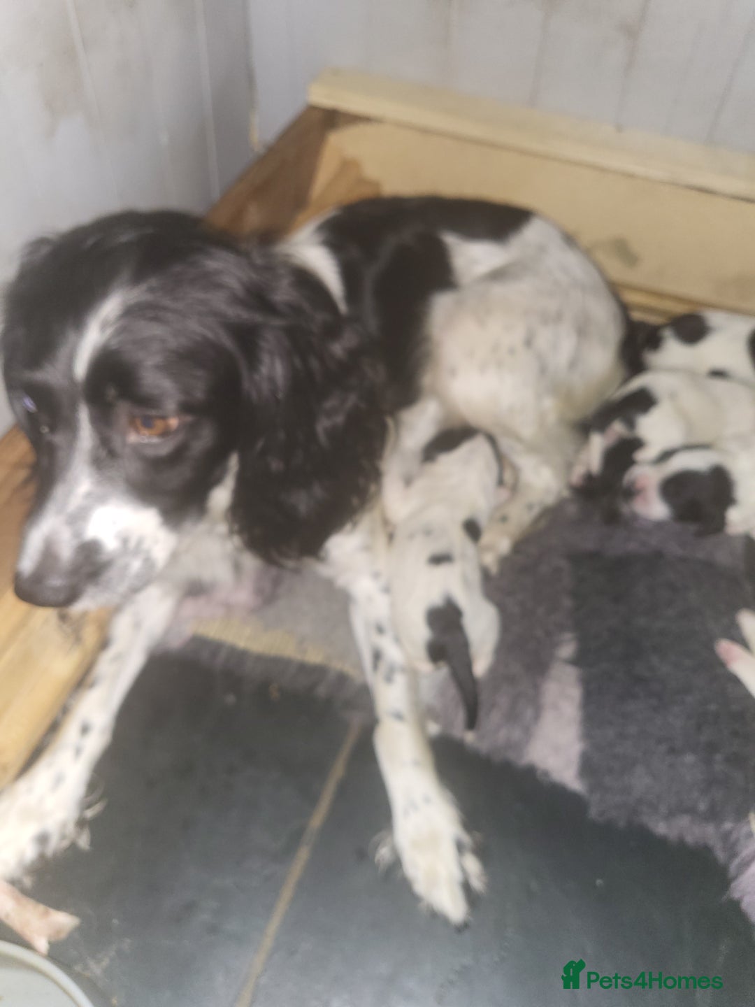 English Springer Spaniel dogs for sale: English springer spaniel pups  - Image 12