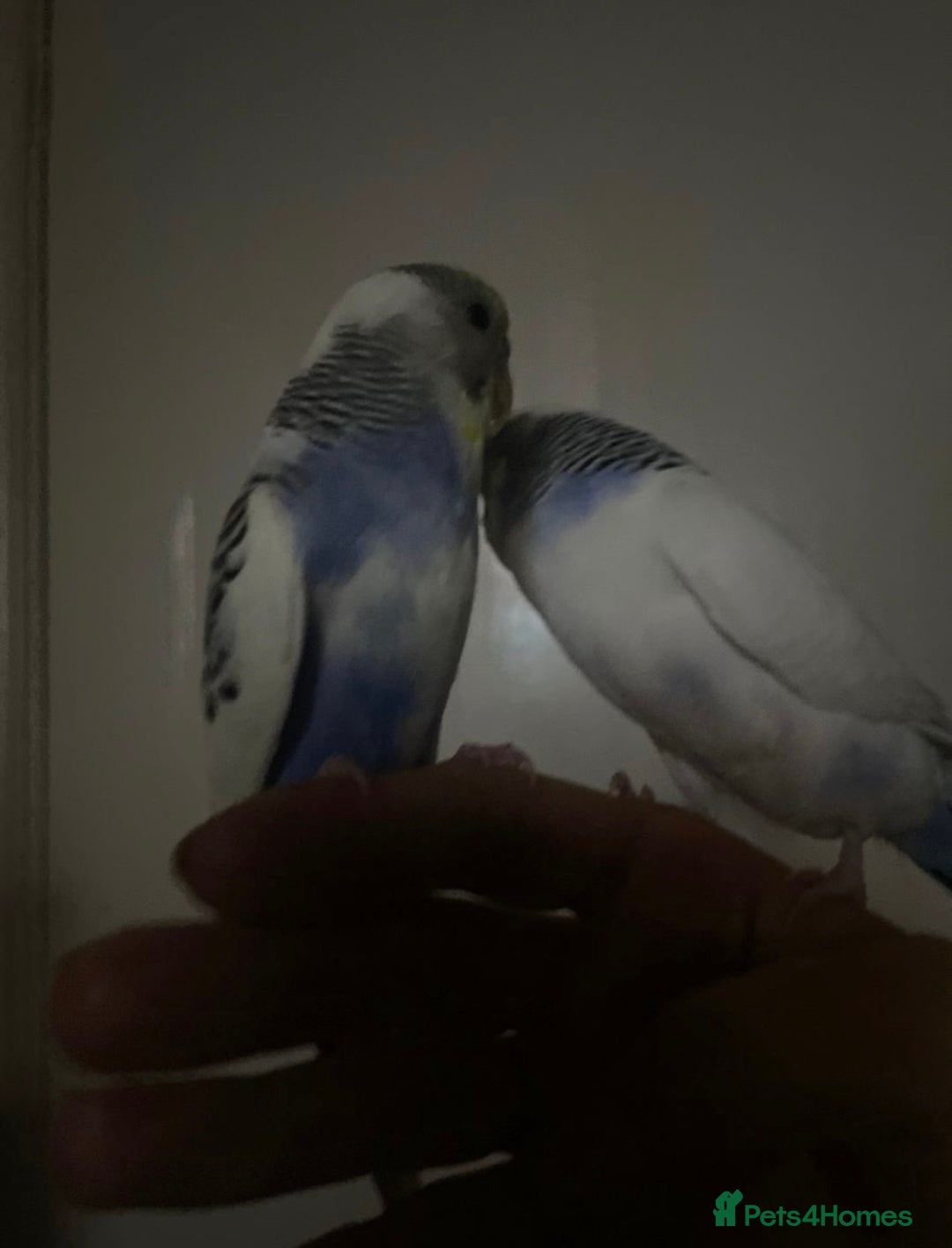 Budgerigars birds for sale: Lonely beautiful budgies (Sold together) - Advert 5