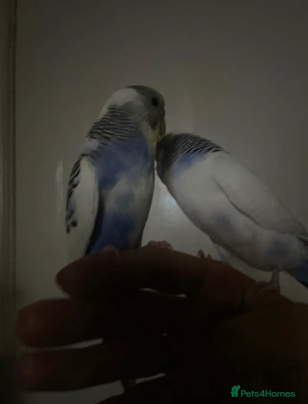 Budgerigars birds for sale: Lonely beautiful budgies (Sold together) - Advert 5