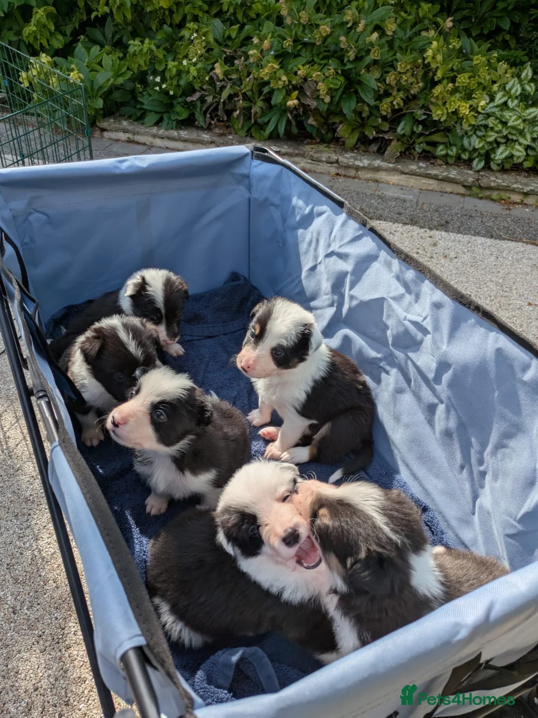Border Collie dogs for sale: Border Collie Puppies  - Advert 1