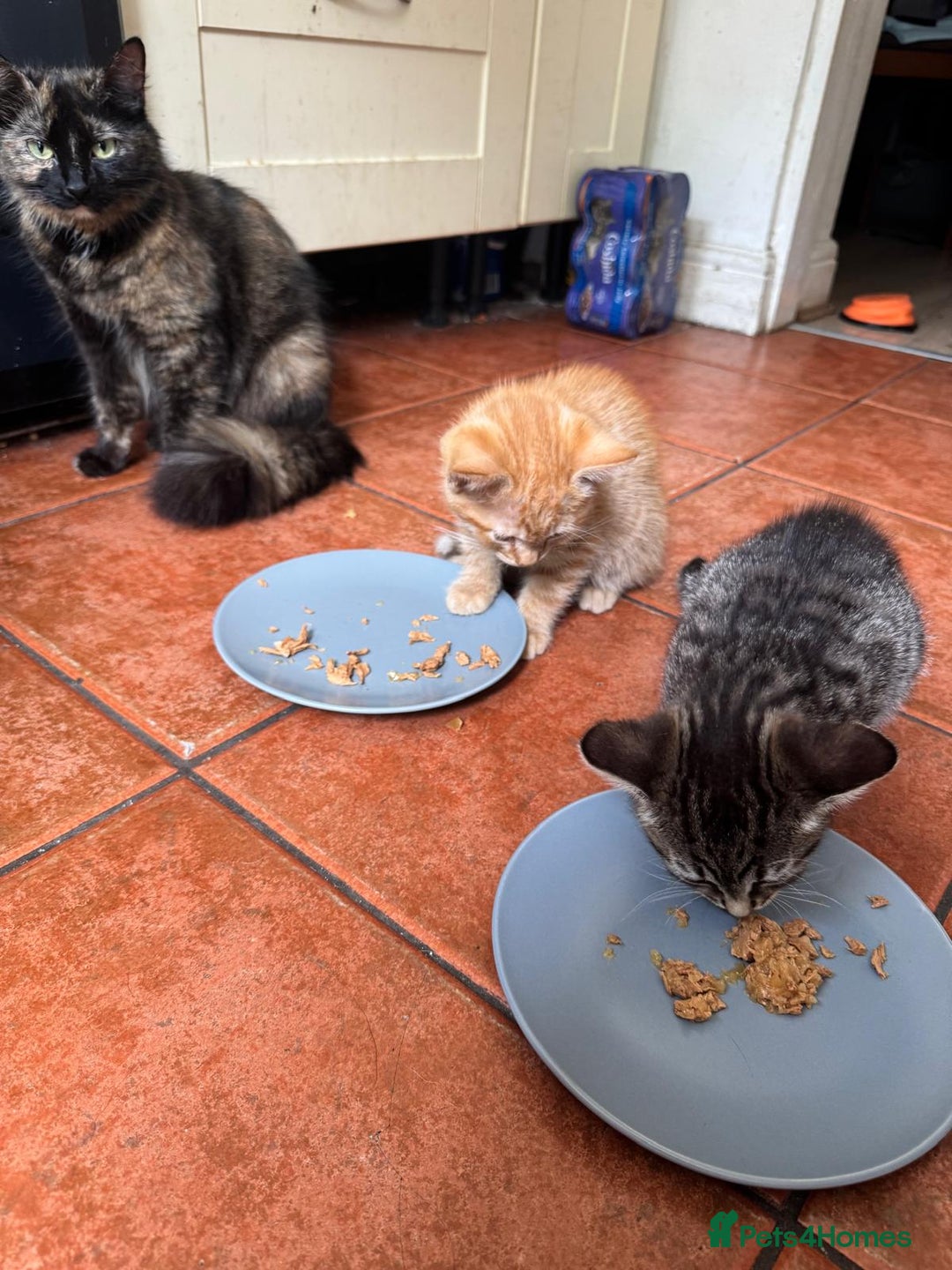 Asian cats for sale: 2 Gorgeous Ginger Male Kittens & 1 Black & grey  - Image 3