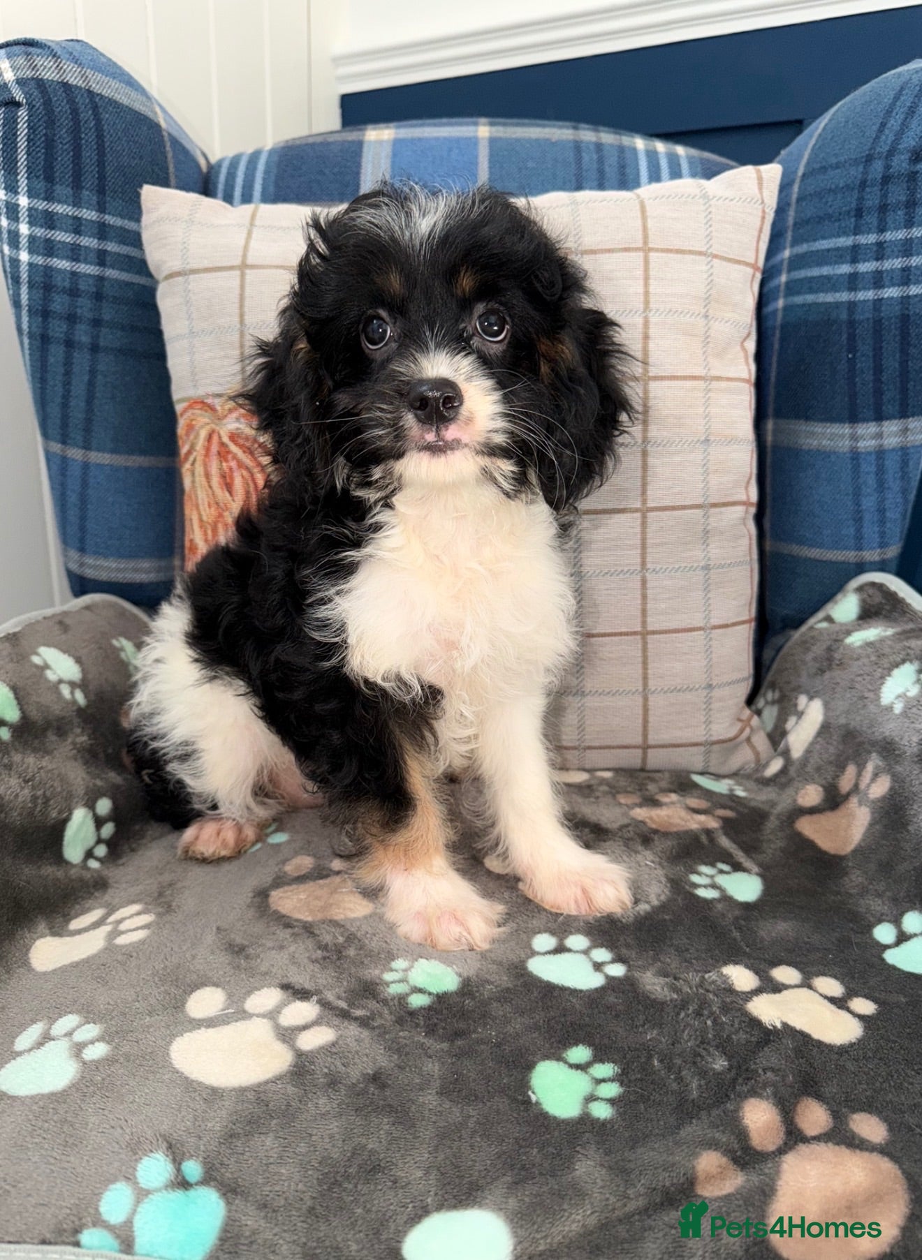 Cavapoo dogs 💜💖One Stunning Tri Colour Cavapoo Girl🩷💜 - Advert 1