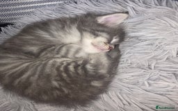Maine Coon cats for sale: Maine Coon kittens  - Advert 24