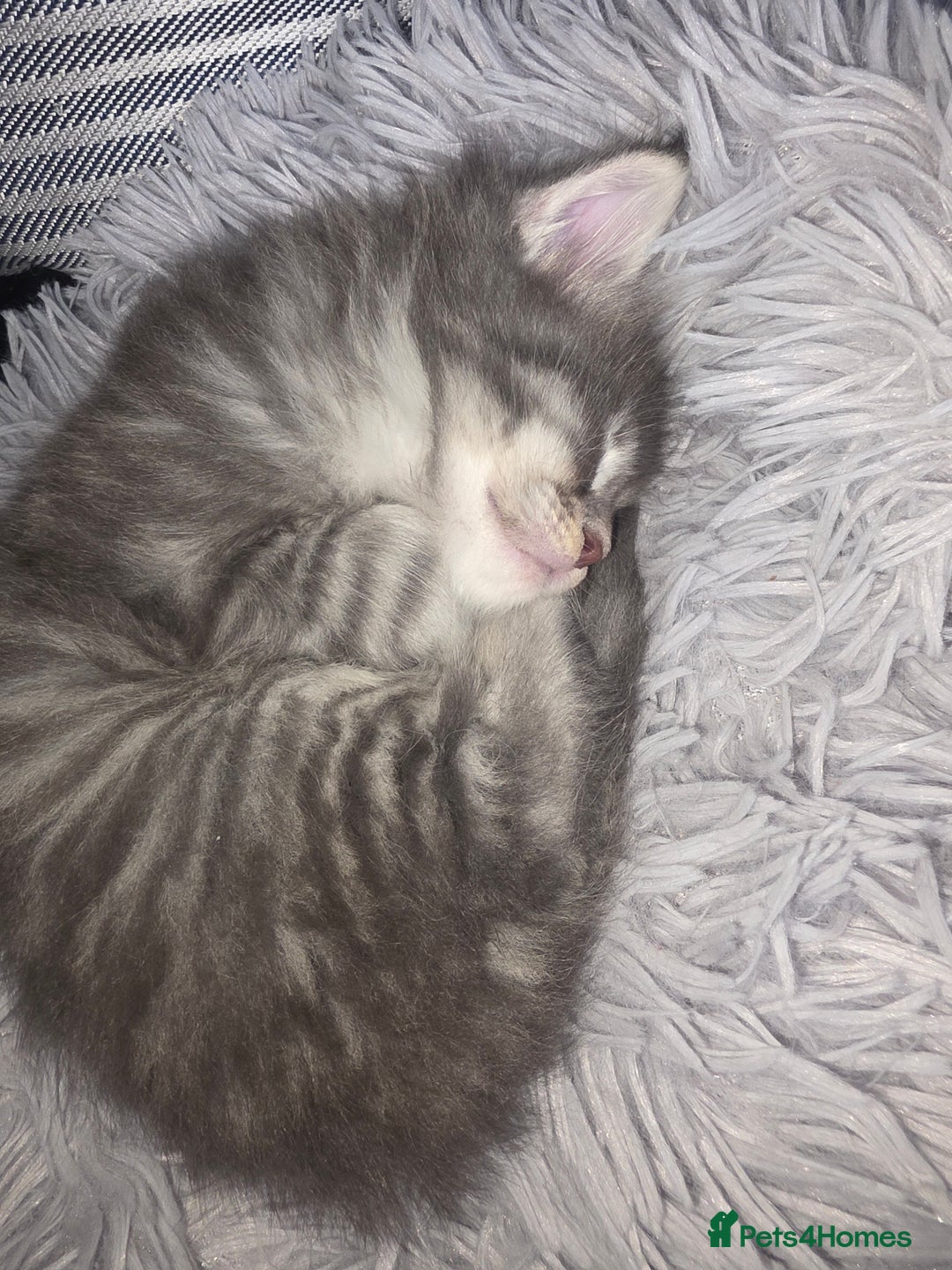 Maine Coon cats for sale: Maine Coon kittens  - Advert 24