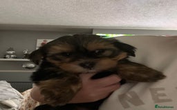 Yorkshire Terrier dogs for sale: 2 Yorkie pedigree boys  - Image 1