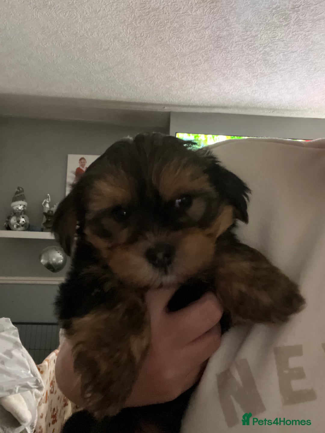 Yorkshire Terrier dogs for sale: 2 Yorkie pedigree boys  - Image 1