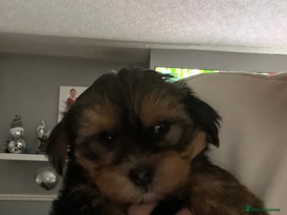Yorkshire Terrier dogs for sale - Advert 1