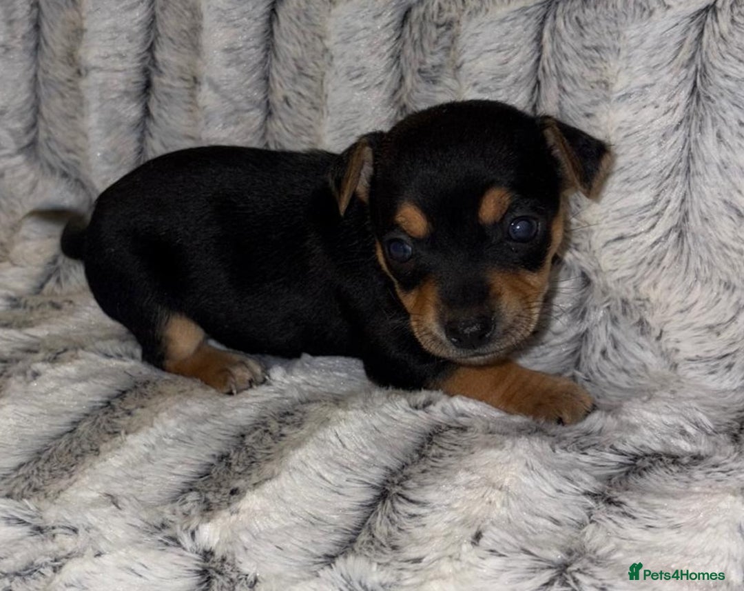 Jack Russell dogs for sale: Miniature jack Russell puppies - Advert 5