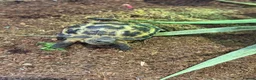 Tortoise reptiles for sale: Horsfield's Tortoise in Chigwell - Advert 3