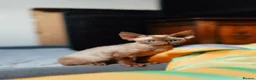 Devon Rex cats for sale: Adorable GCCF Registered Devon Rex Kittens - Advert 12