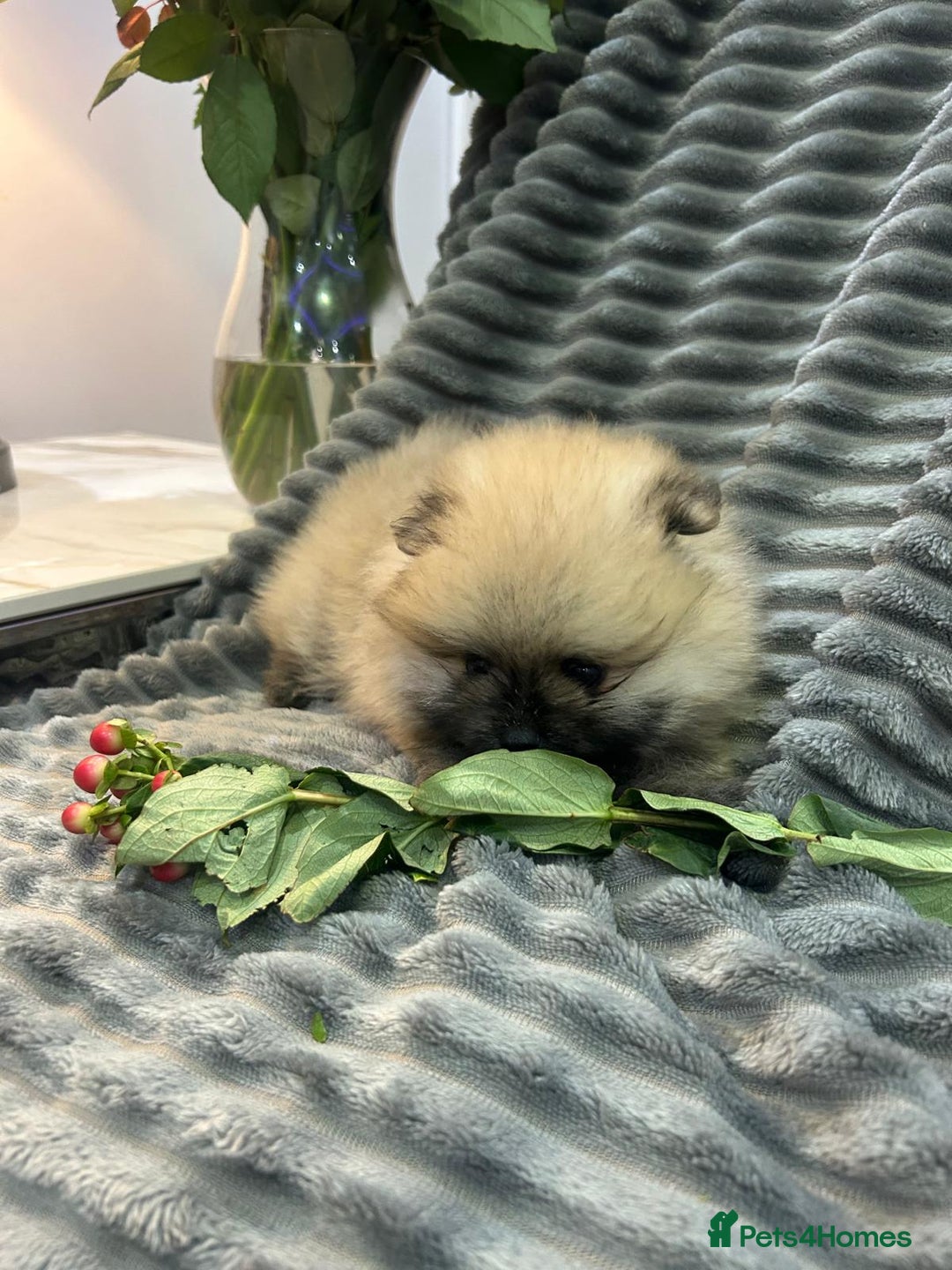 Pomeranian dogs for sale: Show quality tiny beautiful show stopper poms 💙🩷 - Advert 23