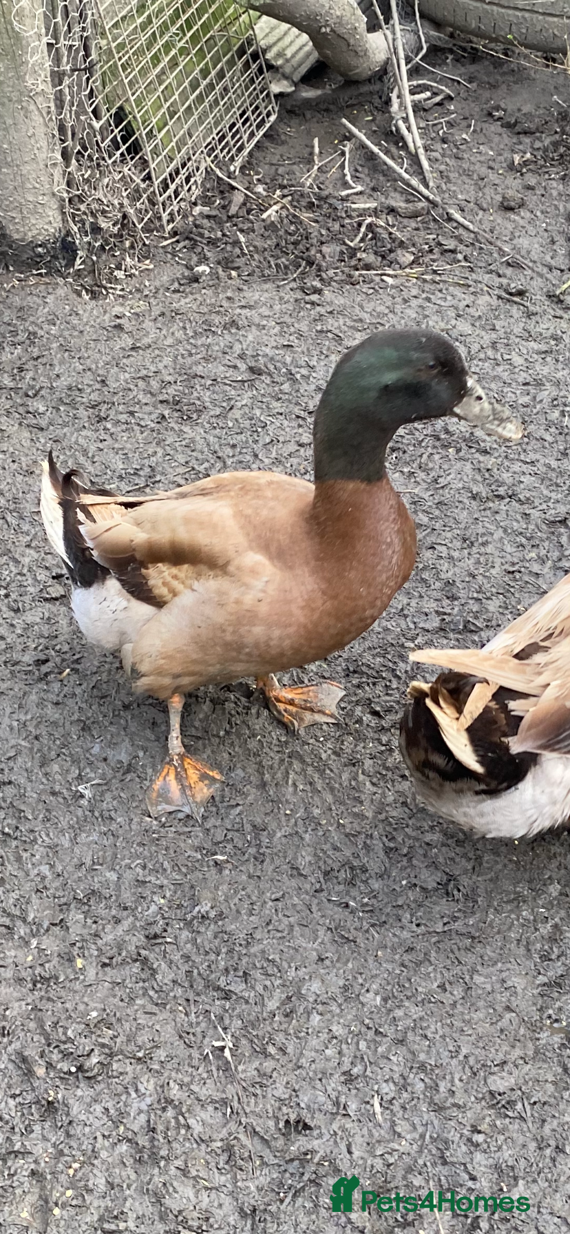 Ducks poultry 3 x khaki Campbell drakes - Advert 2