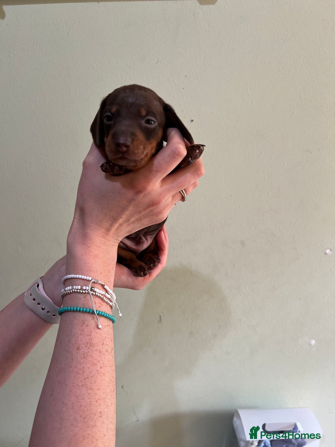 Miniature Dachshund dogs for sale: Beautiful miniature dachshund puppies - Image 8