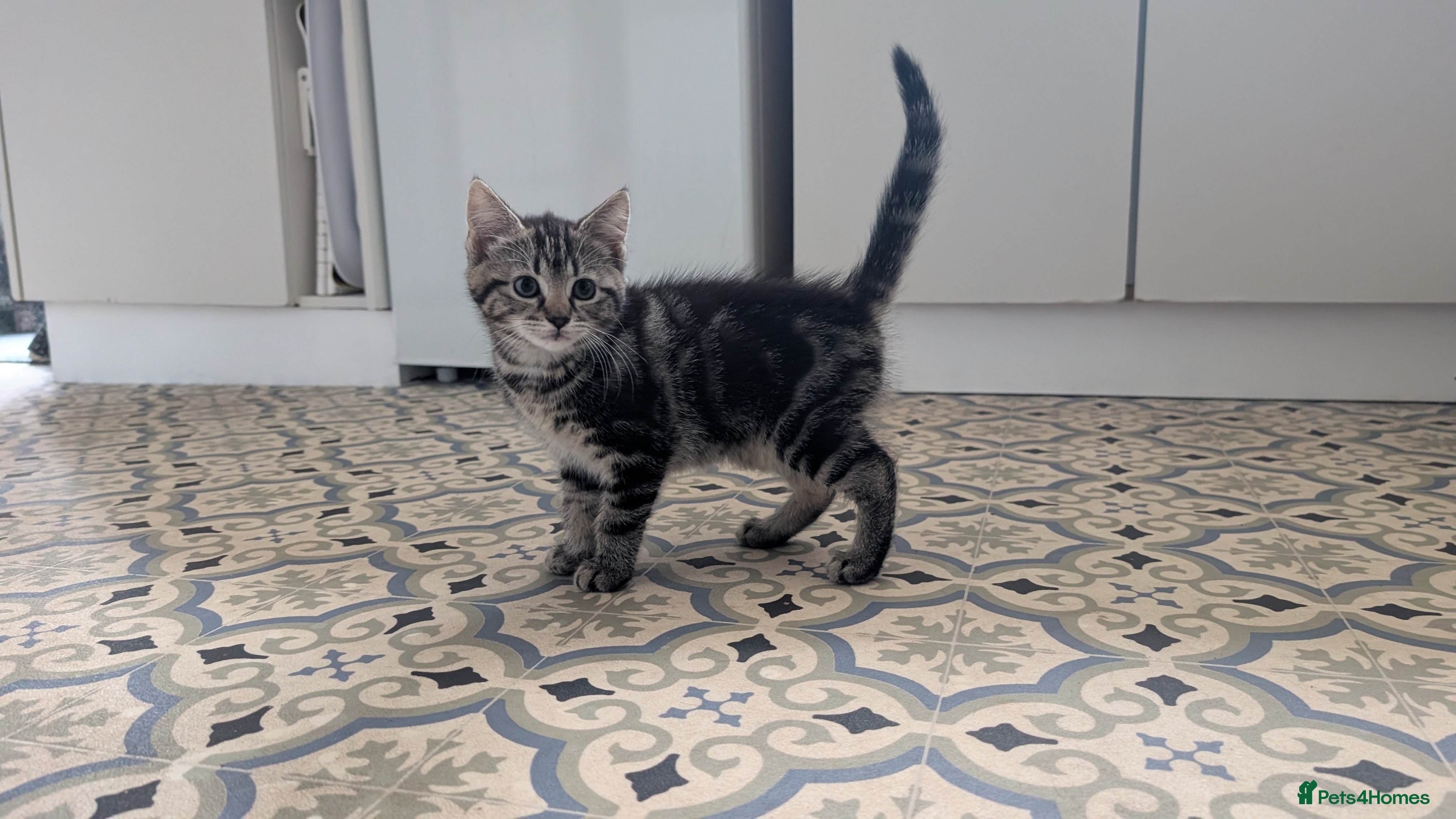 Mixed Breed cats for sale: Playful girl - Advert 2
