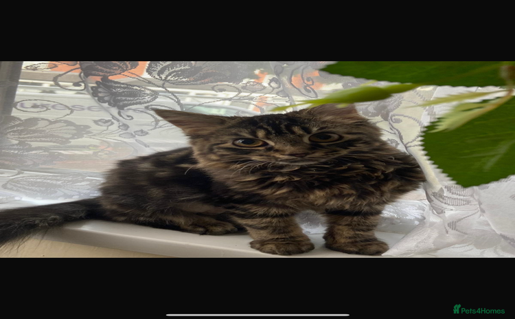 Siberian cats - Advert 1