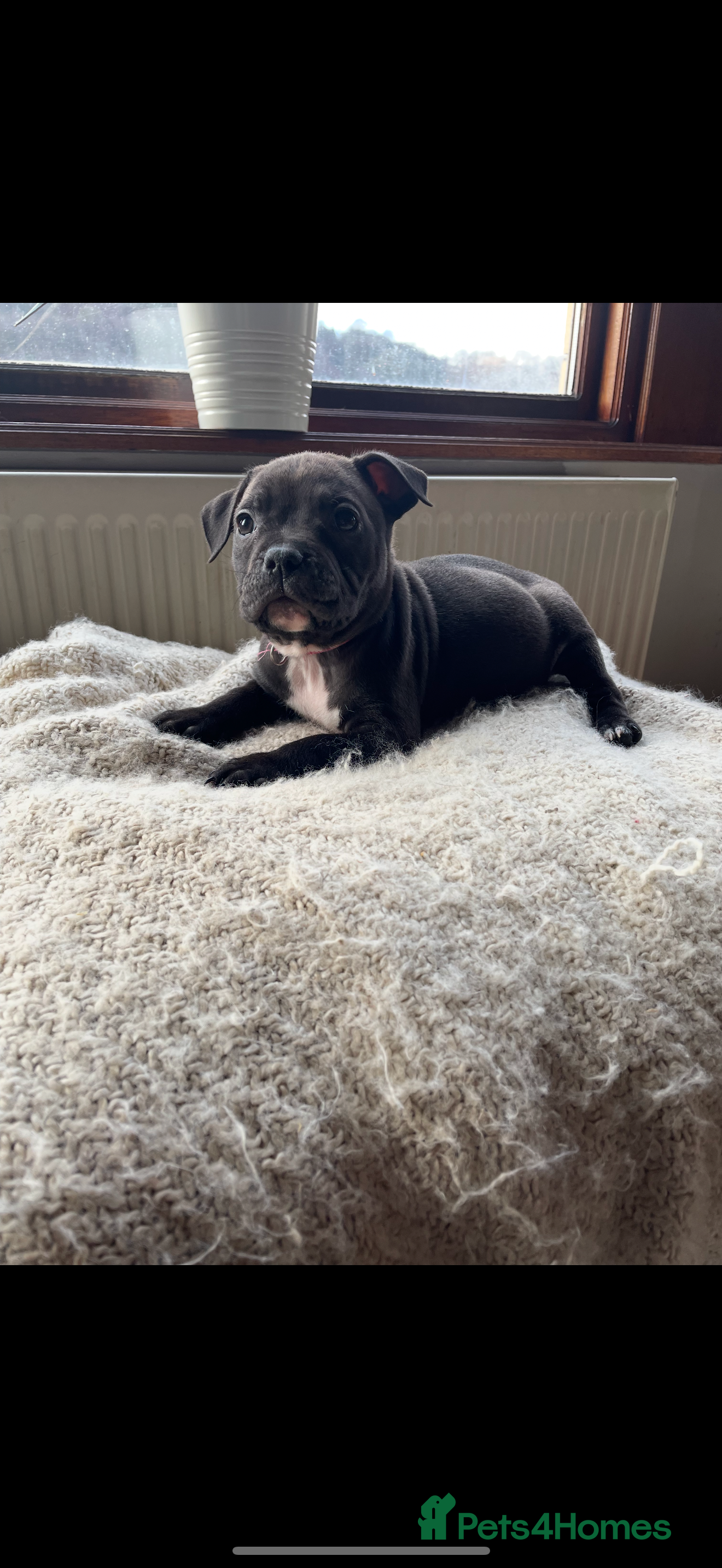 Mixed Breed dogs Beautiful chunky staffy/pocket bully pups - Advert 5