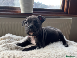 Mixed Breed dogs Beautiful chunky staffy/pocket bully pups - Advert 3