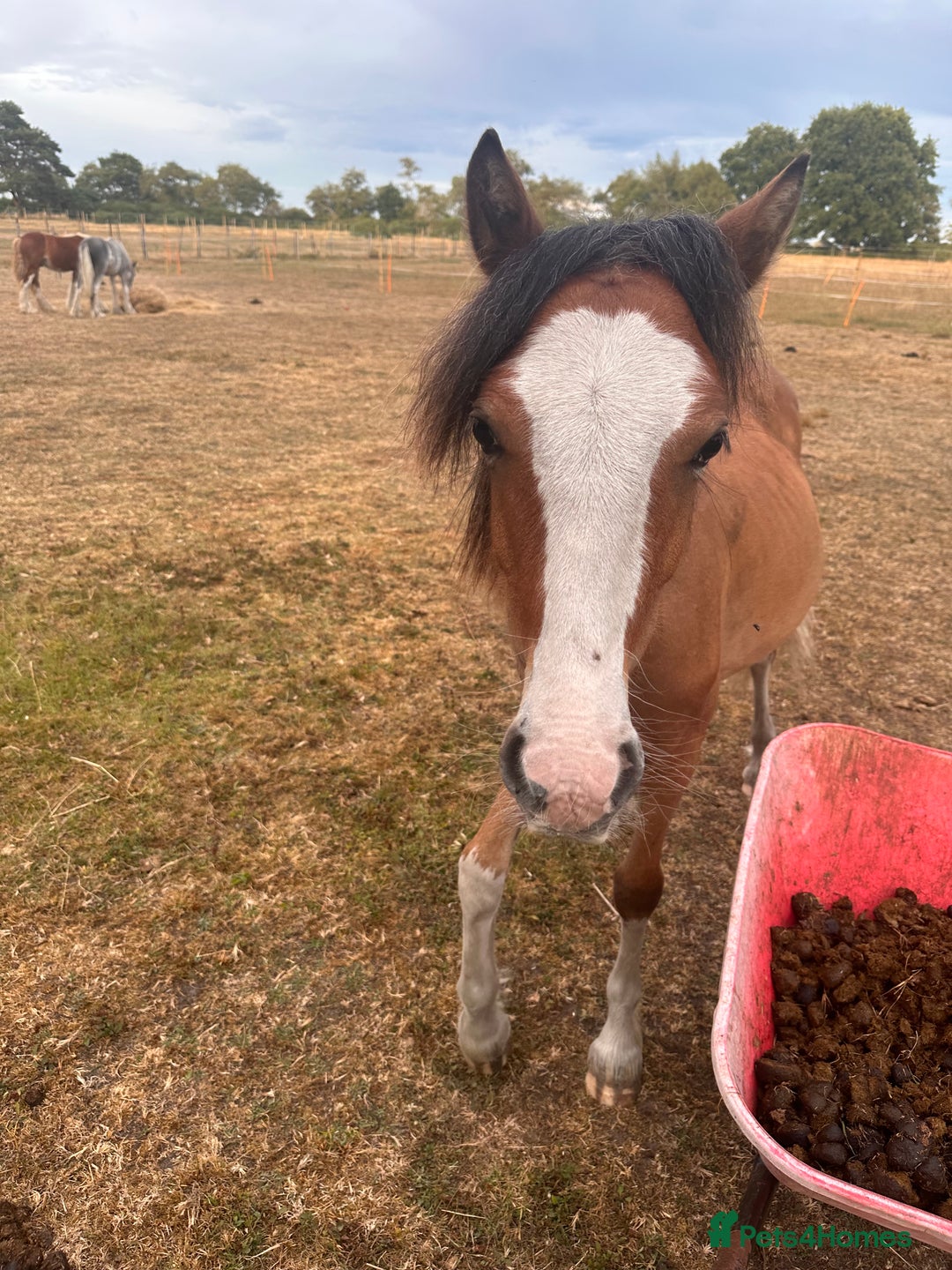Irish Cob horses for sale: Buddy - Image 6