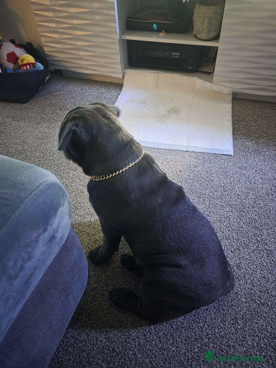 Mixed Breed dogs for sale: English bulldog x pug - Advert 10