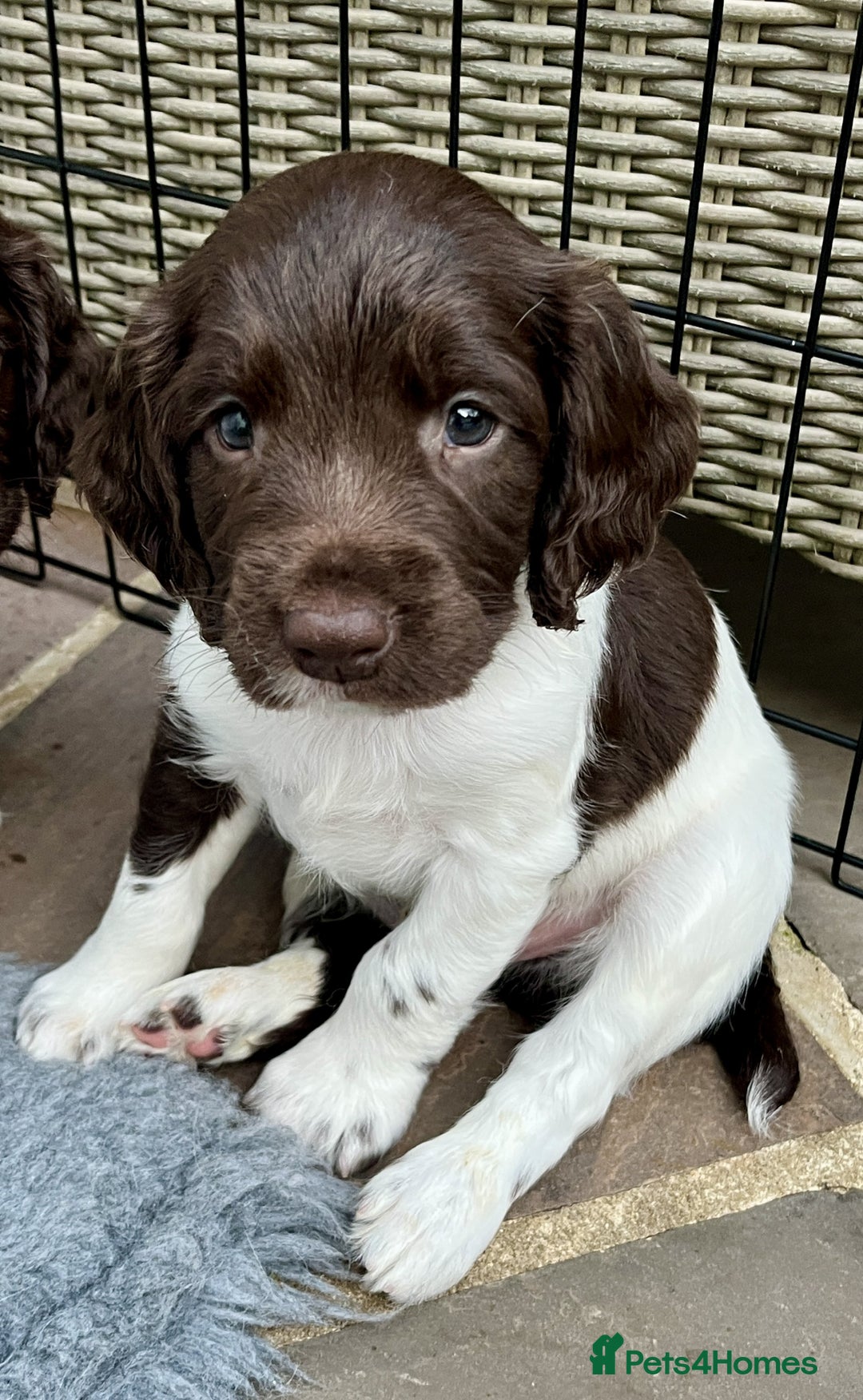 English Springer Spaniel dogs for sale: Stunning Liver & White Springer Spaniel puppies  - Image 6