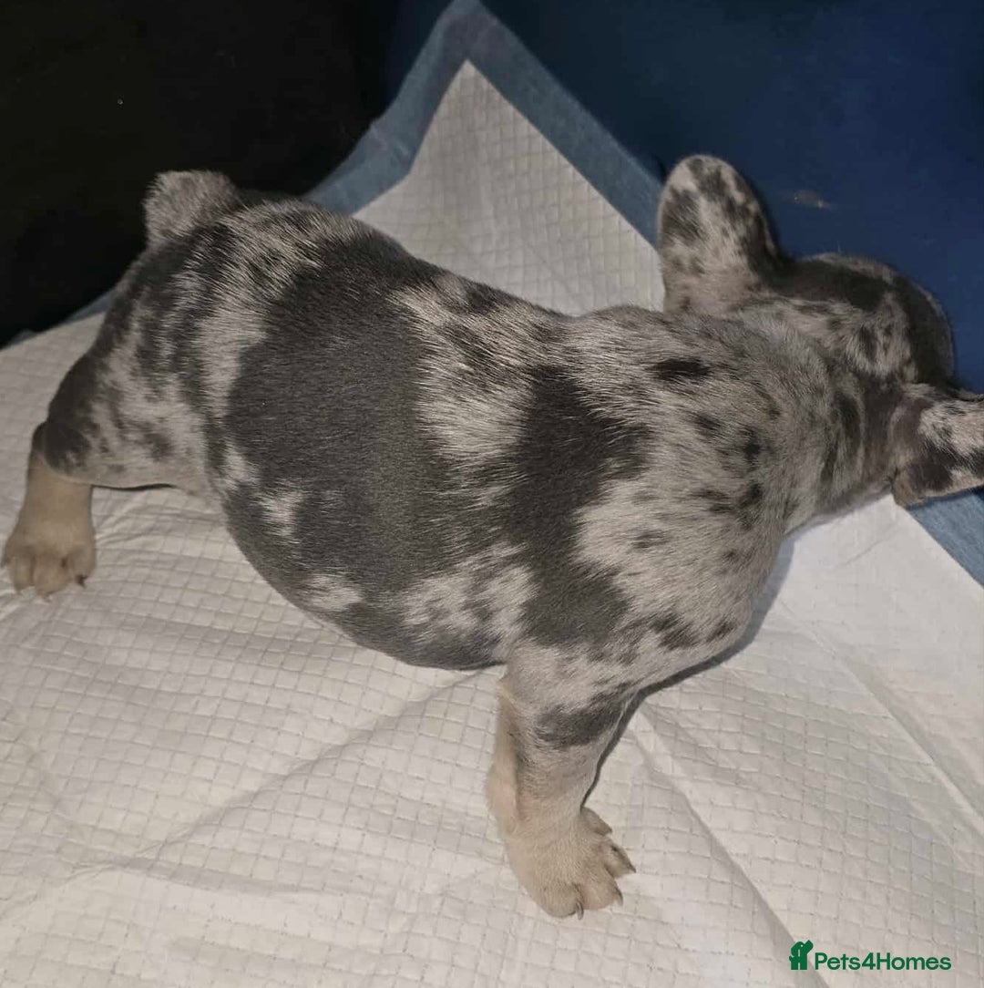 French Bulldog dogs for sale: Stunning litter of French bulldog puppies  - Image 14
