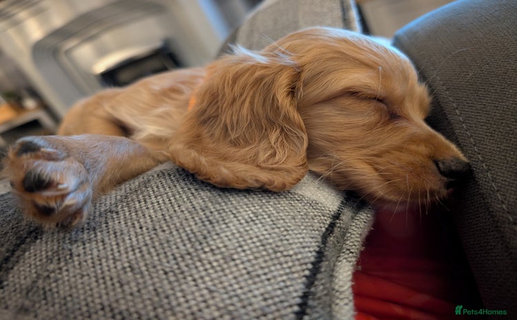 Cocker Spaniel dogs - Advert 10