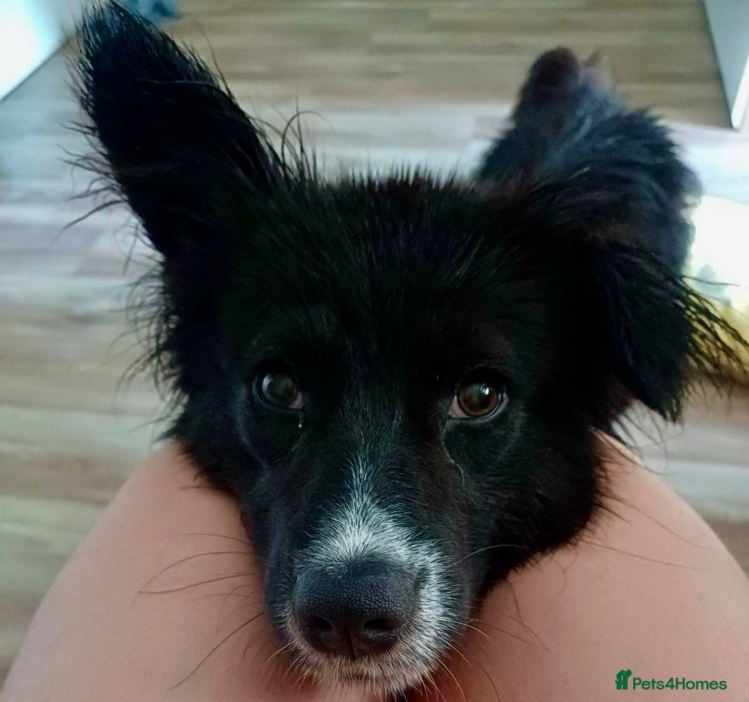Border Collie dogs for adoption: Nika’s Story: Saved from the Brink of Death - Image 2